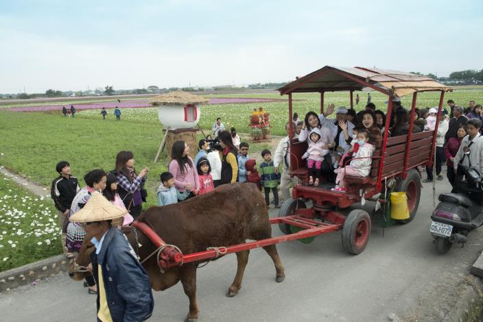 莿桐花海開幕式由蘇縣長搭著牛車進場開始