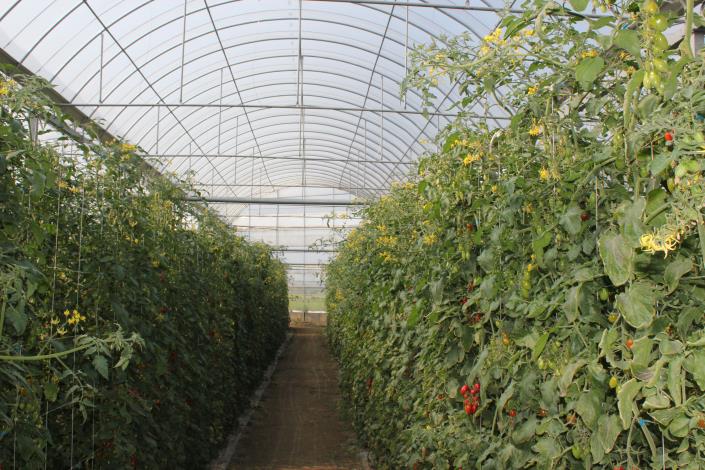 九九農場溫室番茄園