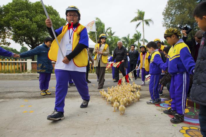 光復國小推動稻鴨自然農法，蘇縣長和小朋友一起護送小鴨過馬路。