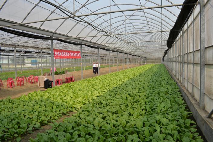 廖瑞生設施溫室種植有機蔬菜