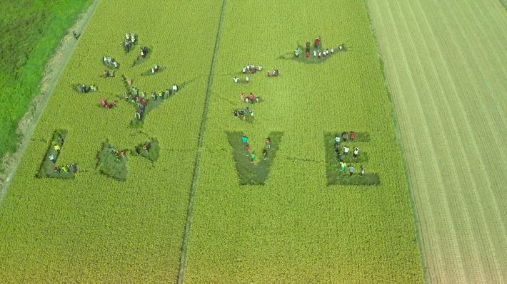 「愛地球請讓地球綠葉長存、生氣蓬勃」 稻田彩繪