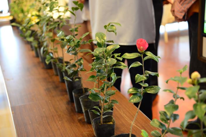3月5日在斗六市公正派出所後方綠地舉行植樹活動，當日體驗後可領取桂花、茶花、杜鵑、羅漢松等苗木。