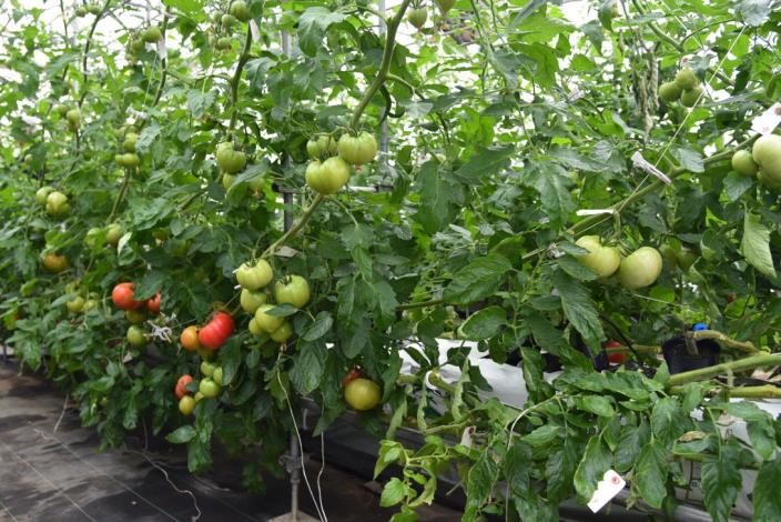 水耕番茄栽種試驗
