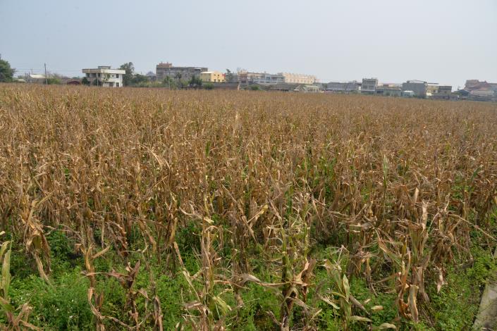 雲林縣硬質玉米種植面積已由102年144公頃到104年700多公頃，增加約5倍之多。