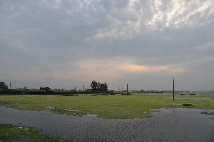 今年是成龍村農地被海水淹沒成為濕地的第30年。