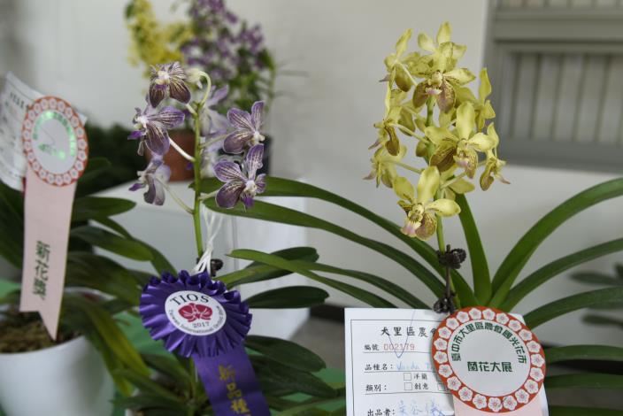 花卉研究中心培育出的蘭花受到得獎的肯定