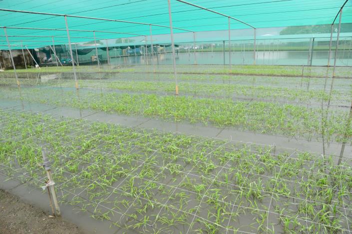 每當豪雨或颱風來襲，短期葉菜露天栽培往往受災最嚴重。