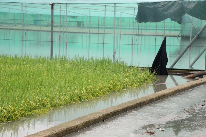 農作物部分主要集中在水稻的倒伏與玉米、落花生、短期蔬菜的受損。