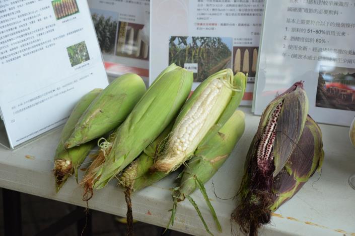 不同玉米品種展示