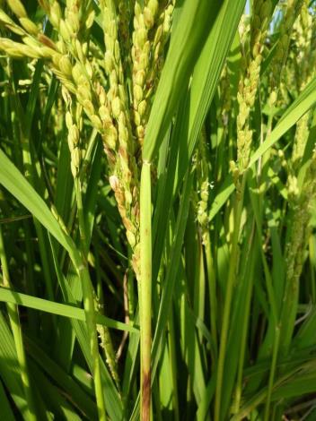 水稻稻細螨病蟲危害造成水稻葉鞘病斑、穀粒黑化、抽穗異常。(圖取自臺南區農業改良場)