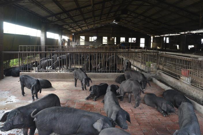 農業處至養豬場宣導禁用廚餘養豬政策，盼阻斷非洲豬瘟傳染途徑
