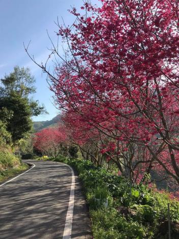 石壁地區從東壁山莊到九芎神木的產業道路，數百棵紅粉佳人櫻花齊聲綻放，妝點成充滿幸福氛圍粉紅大道。