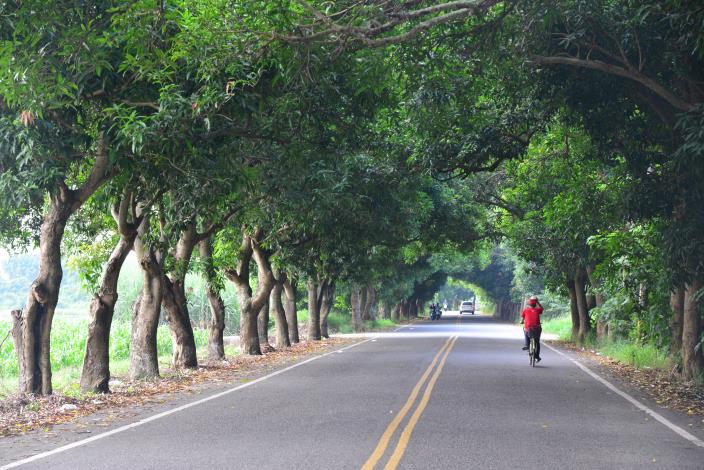 縣府擬拓寬的芒果大道，兩側都是高大的芒果樹，充滿綠意，景觀優美。