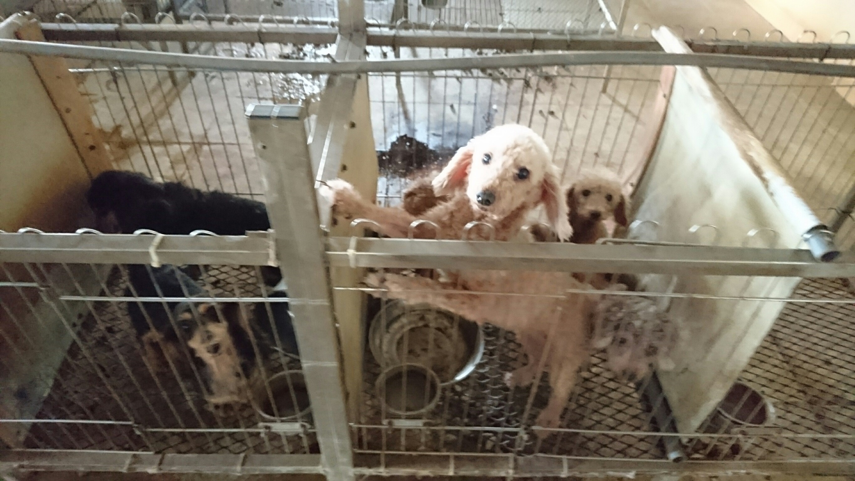 雲林縣破獲大型非法犬貓繁殖場全數沒入開放認養