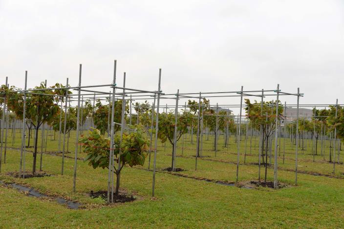 土庫驛農場，現在園區已有種植約 5 分地共 310 株可可做為可可實驗暨示範園區。