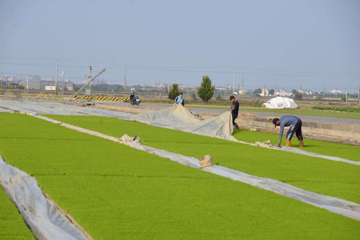 為了抵禦寒流，水稻育苗農民在水稻秧苗上加蓋塑膠布，以幫助秧苗抵禦這波低溫寒流。