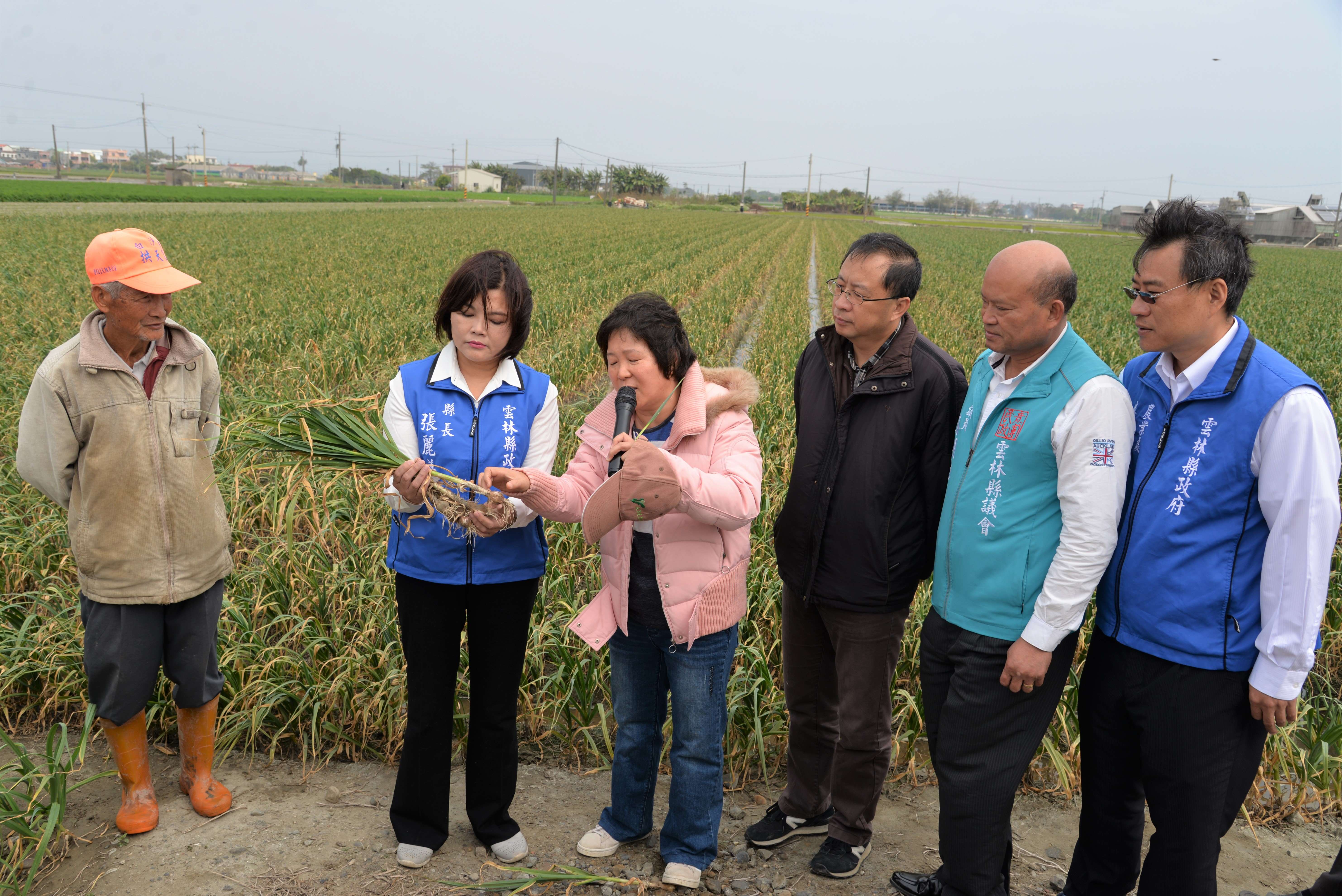 對於大蒜髮黃問題，對症才能下藥，希望藉由專家診斷結果及建議，提供農民對症施肥用藥做好田間管理以維持良好品質及產量。