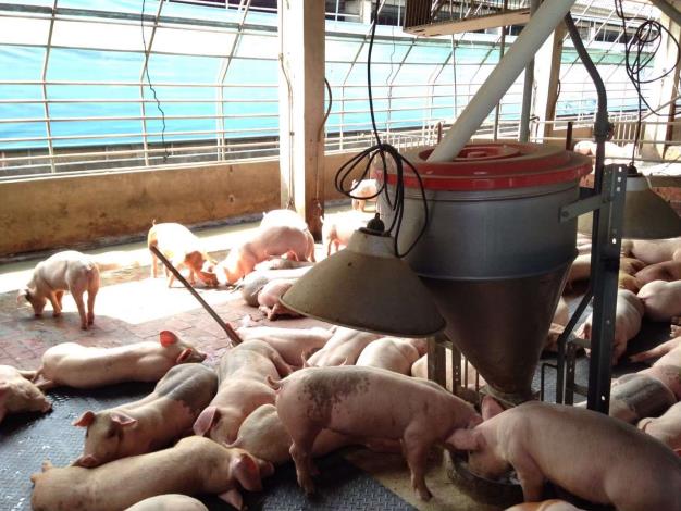 縣府輔導養豬產業再升級  提高外銷競爭力