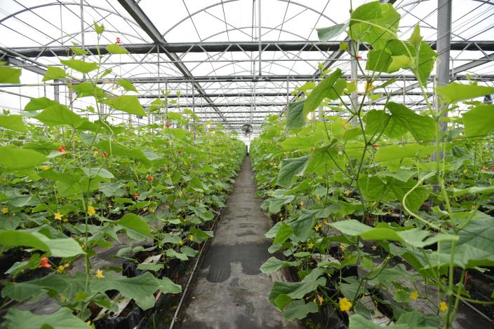 微醺農場於溫室內建立小黃瓜離地式介質栽培的標準化作業程序