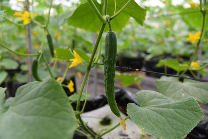 微醺農場運用智慧科技栽種出品質優良的小黃瓜