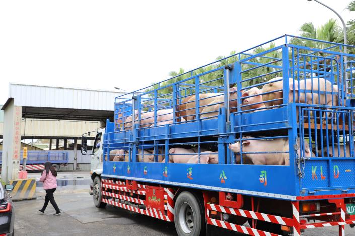 雲林縣養豬頭數為156萬頭，佔全國養豬頭數將近三成。
