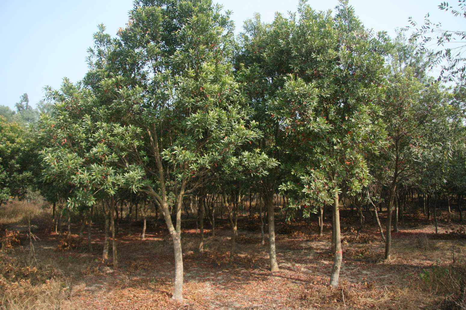 短期經濟林造林培養杜英作為菇蕈材情形-照片南投林管處提供