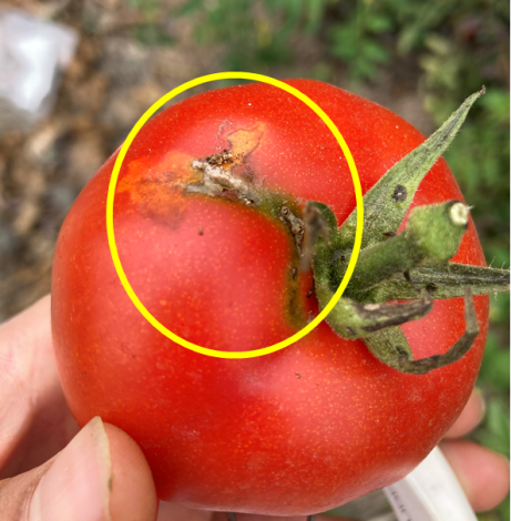 番茄果實受害狀