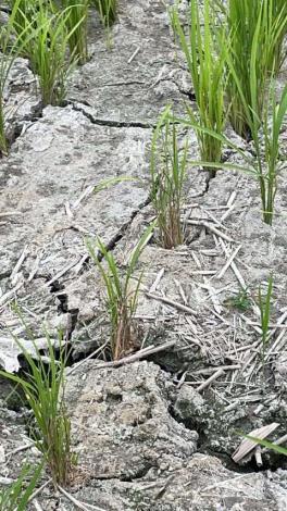 本縣水稻耕種缺水嚴重甚至土壤均已乾枯龜裂