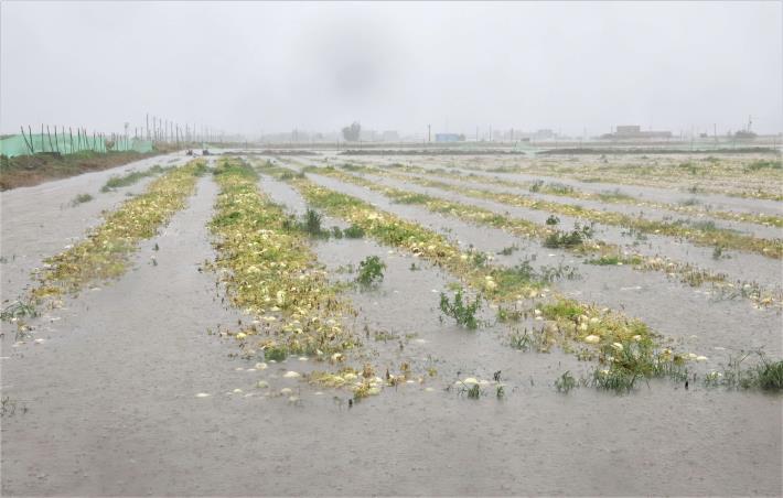連日豪雨農作物全泡在水裡，損失慘重。
