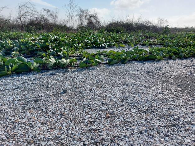 環保局利用2,168公噸的文蛤殼，鋪設覆蓋30.49公頃裸露地以抑制揚塵。
