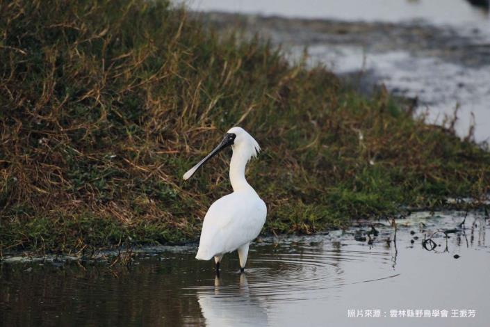 守護濁水溪出海口 改善揚塵兼具打造候鳥生態環境