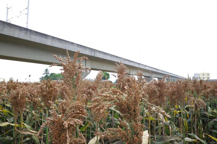 為因應極端氣候及地層下陷問題，雲林縣政府積極推廣在高鐵沿線種植旱作高粱。