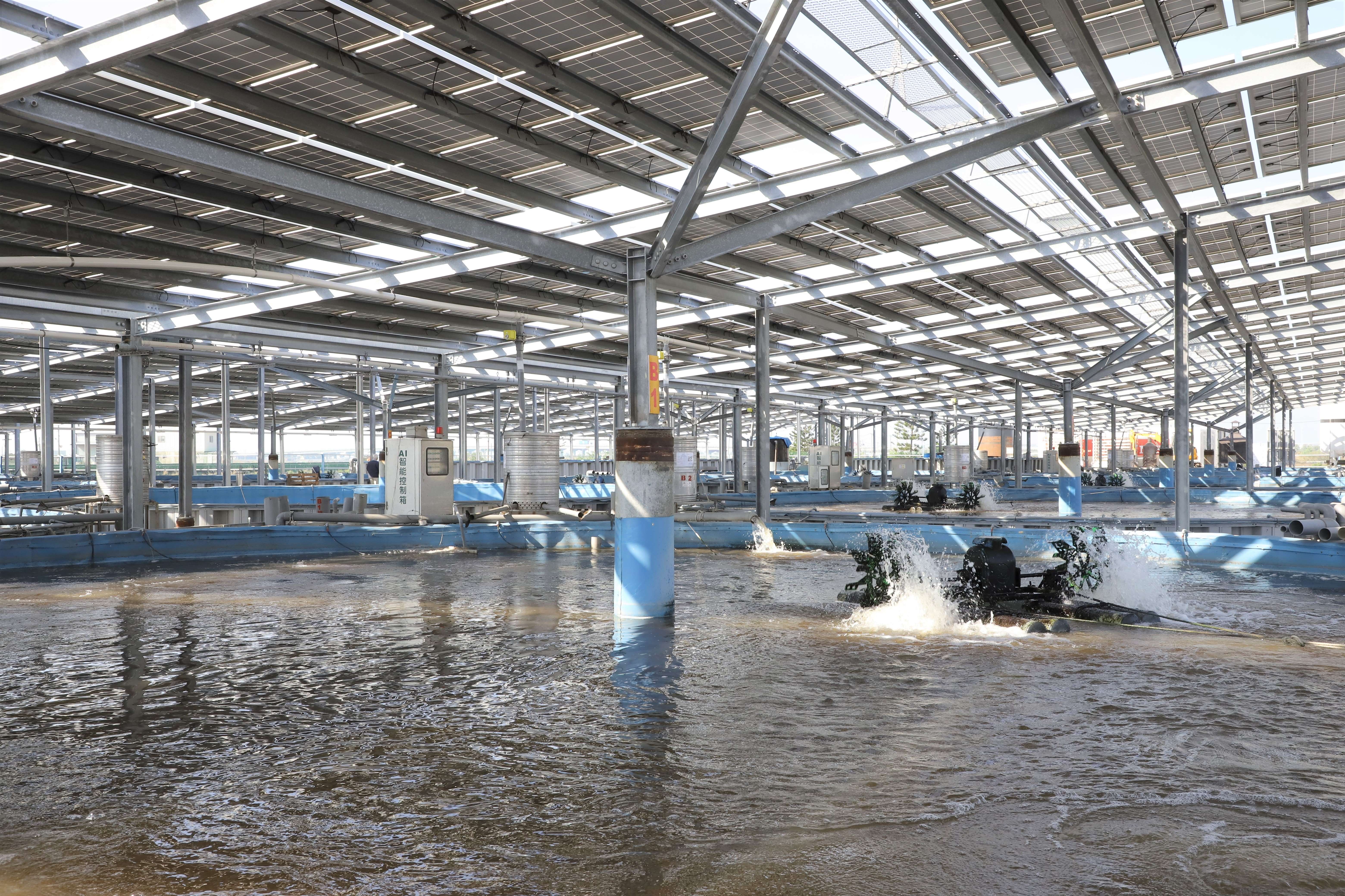 口湖台灣鯛生態創意園區在智慧魚池上方設置太陽能面板，符合縣府一地兩用、地盡其利的推動綠能原則。