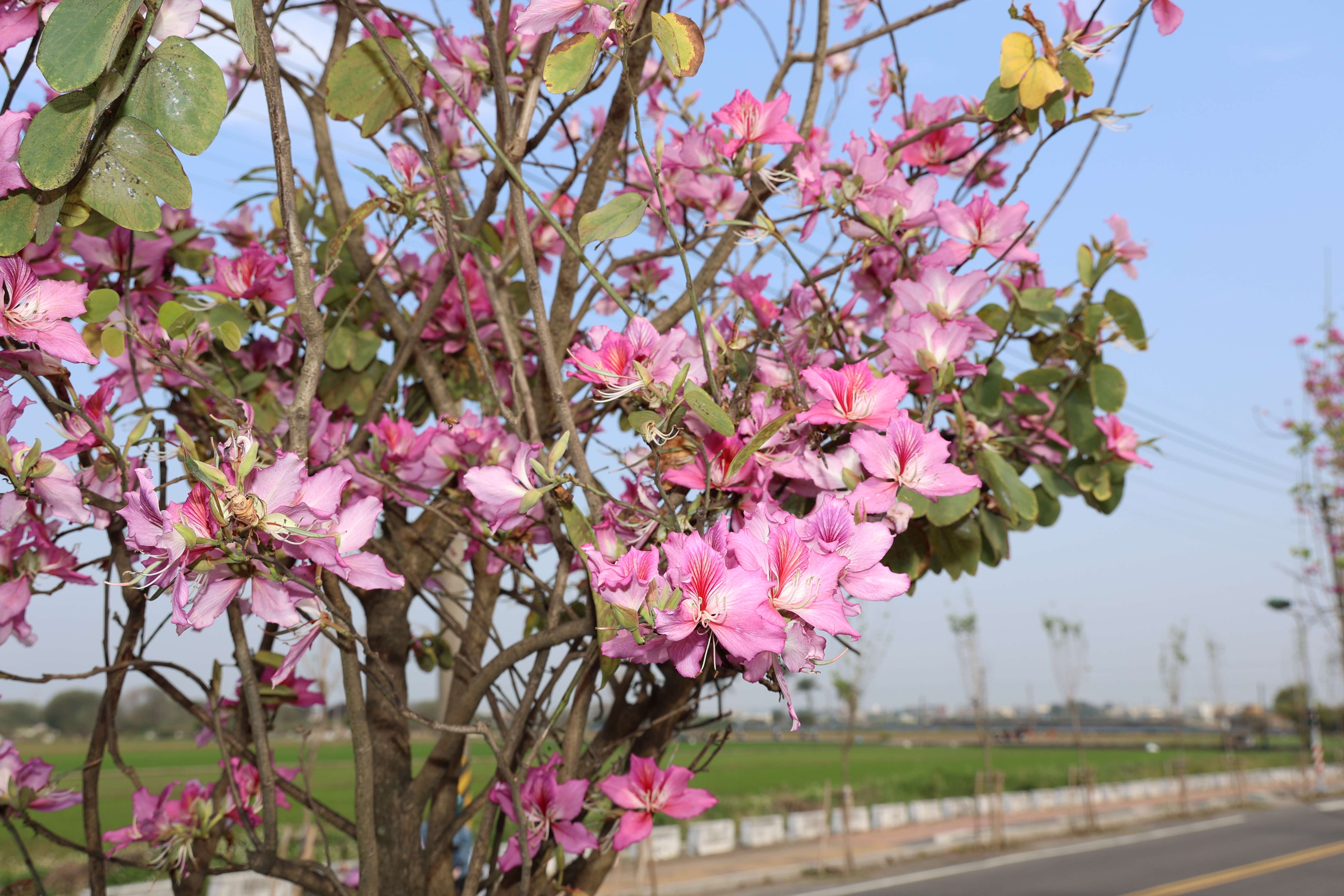 現今正逢土庫印度櫻花盛開最美時刻