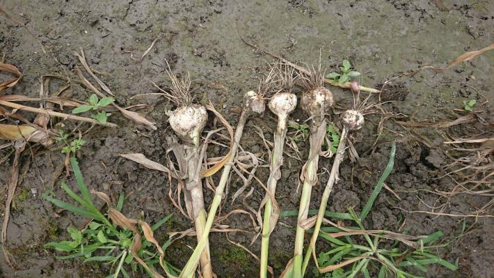 大蒜進入採收期因連日下雨影響蒜頭的生長狀況導致散瓣 建議中央將蒜頭列入災害救助