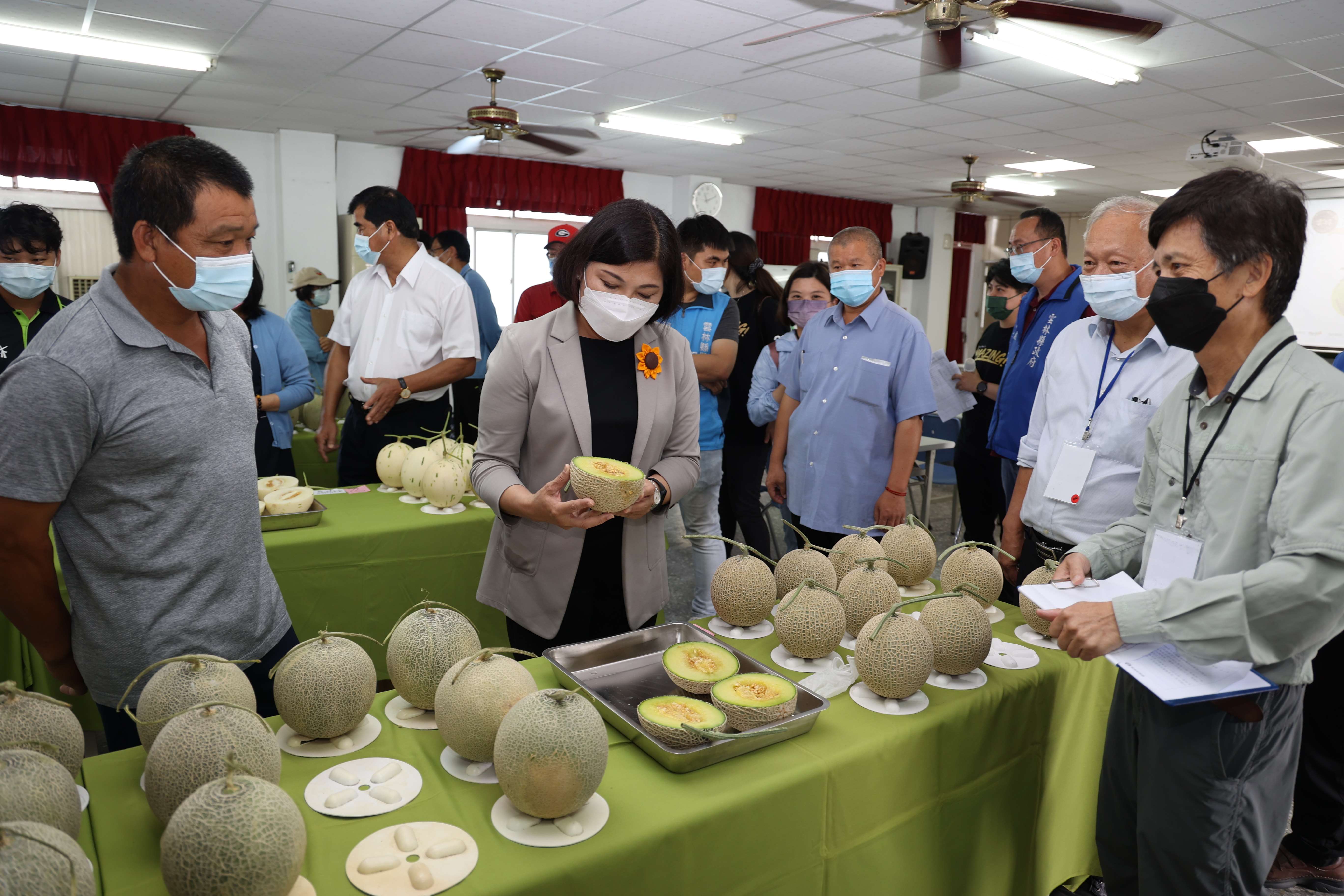 雲林縣政府今(11)日在崙背鄉農會舉辦首屆「洋香瓜品評交流會」