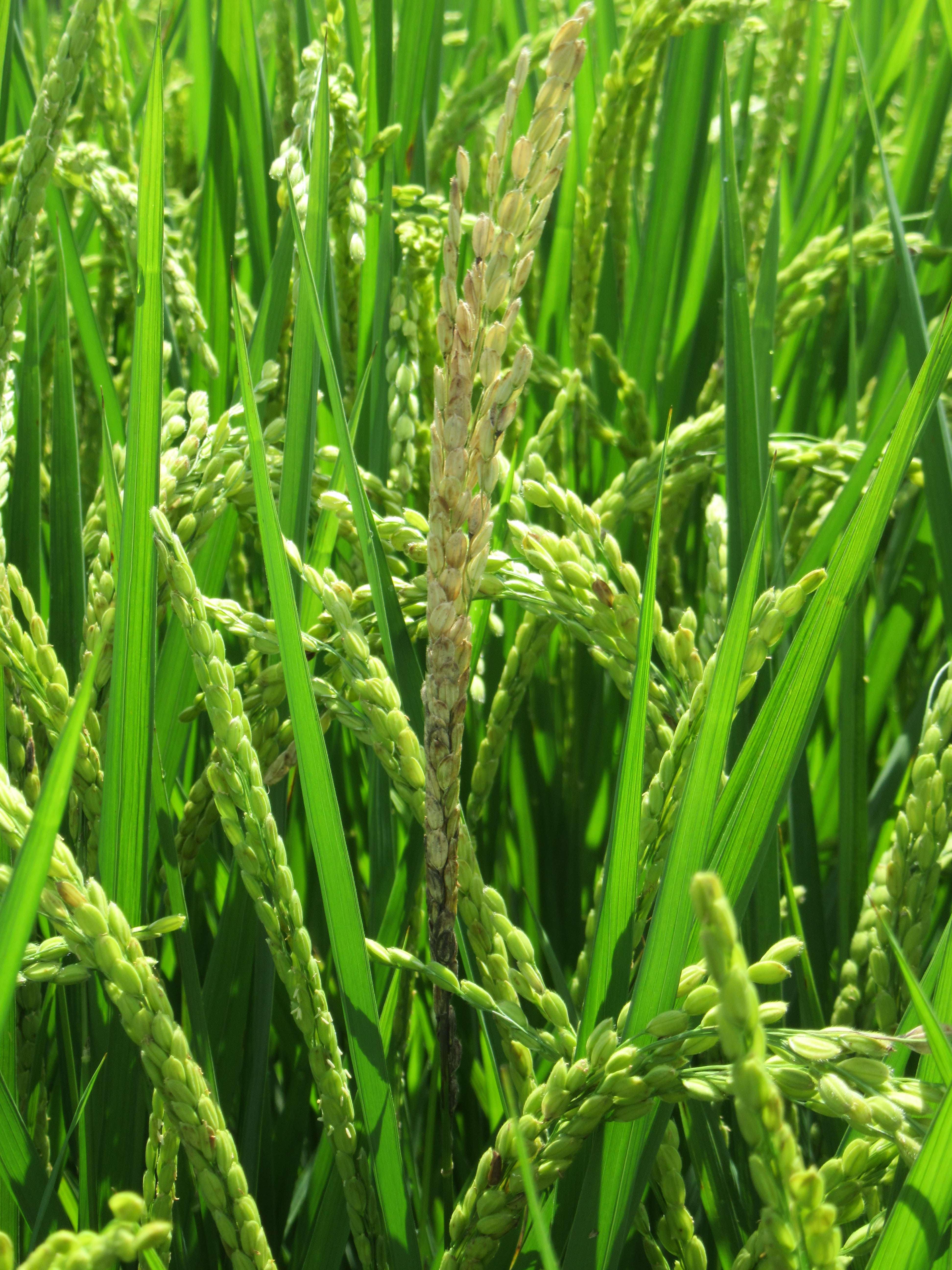 水稻正值抽穗期  呼籲農友留意並防範穗稻熱病