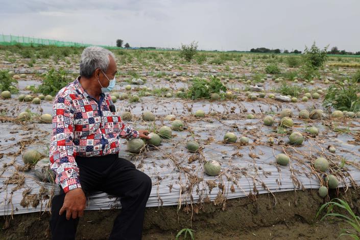 本該開心收成的產季，雲林縣洋香瓜因雨損失慘重，望著瓜田 農民心在淌血