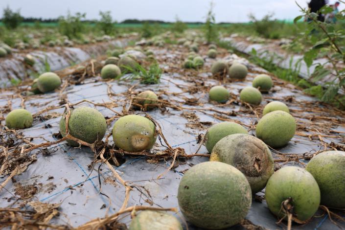 雲林縣洋香瓜遇雨植枝死亡及果實腐爛 農民損失慘重