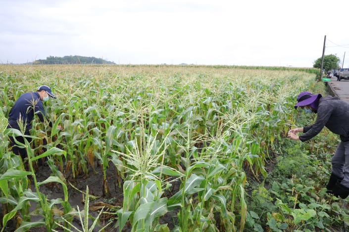 農改場人員仔細勘查食用玉米受損情形。