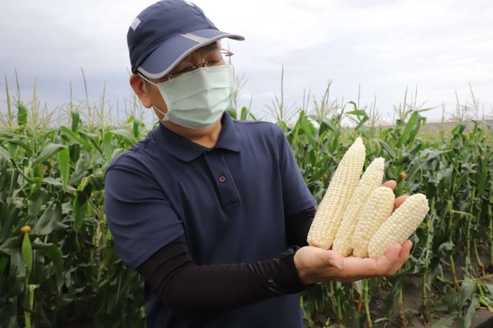 元長、東勢等地食用玉米，受雨季影響生長，果穗明顯短小，經整體評估已達救助標準。