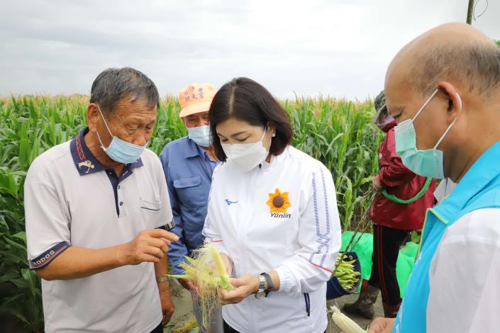 許多農民反映食用玉米受損嚴重，張縣長今日邀集農改場人員現勘並傾聽農民心聲。