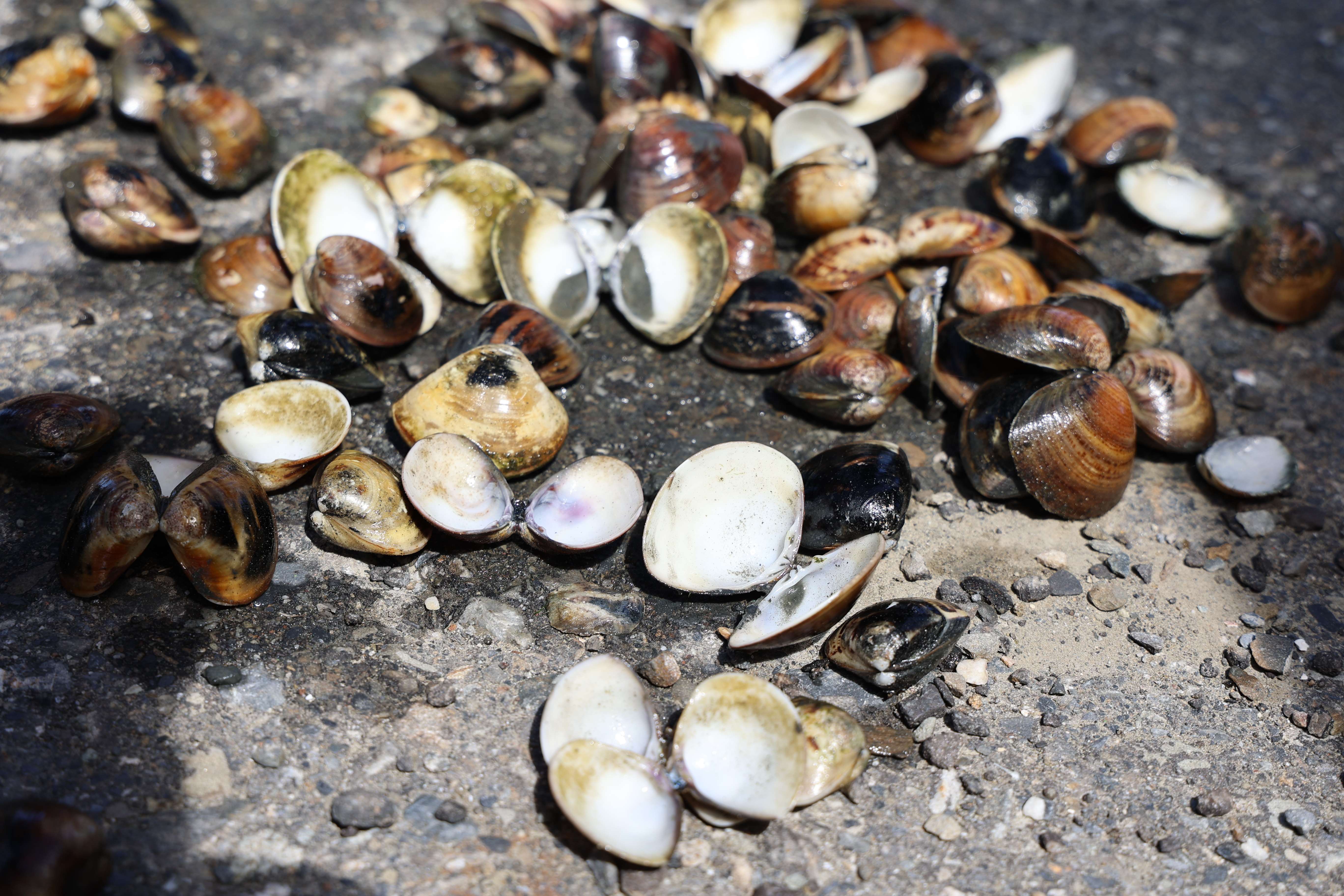 雲林縣文蛤養殖占全台10%，此次受天候影響，損失嚴重，目前初勘達7成以上