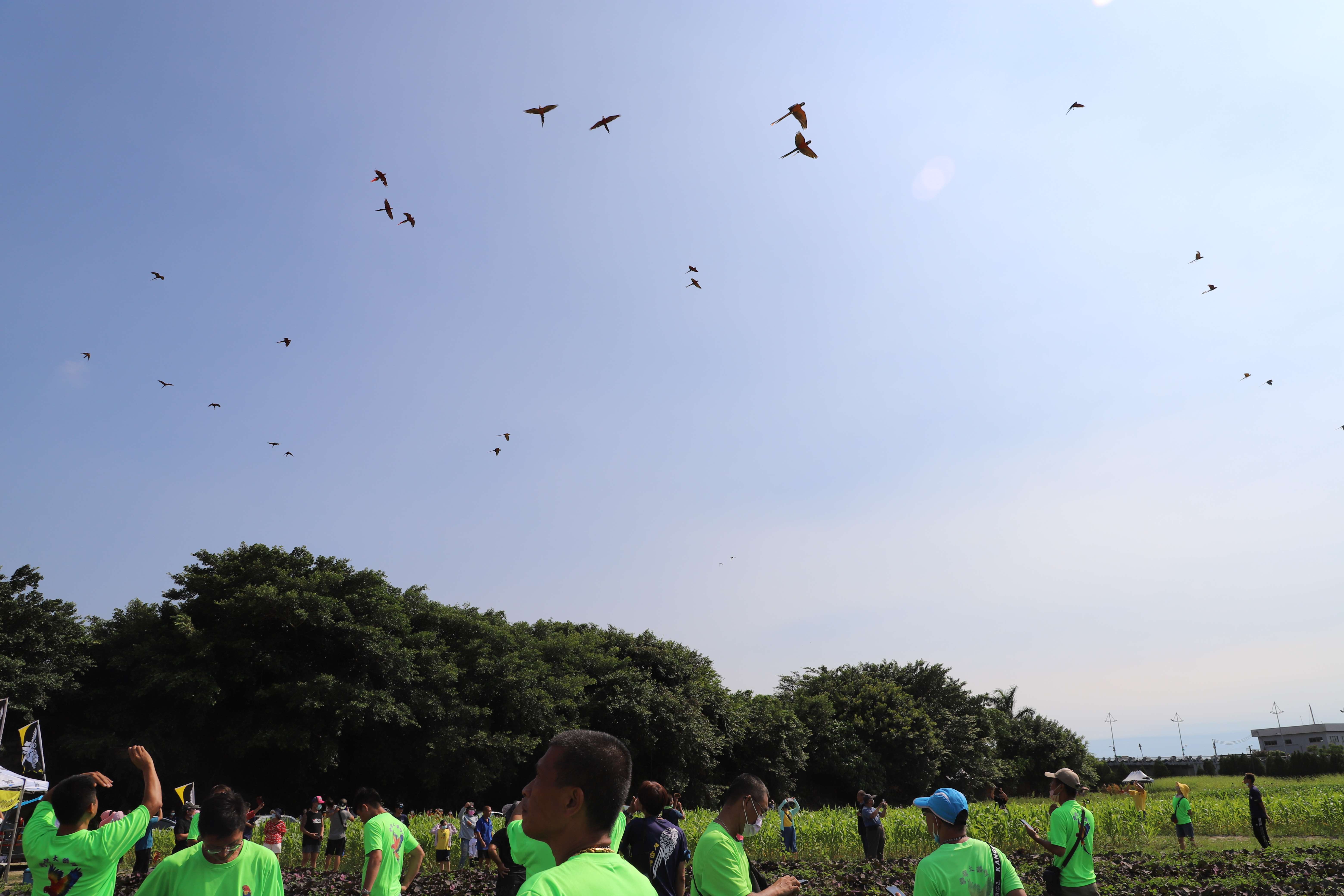 全國鸚鵡愛好者今日在雲林農業設計展現場進行金剛鸚鵡群放飛表演。