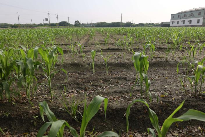 張麗善現勘雨害農損 建議中央將高粱、硬質玉米列入農業天然災害現金救助