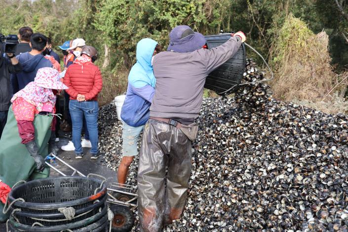 漁民把一簍簍死殼撈起堆置在池旁