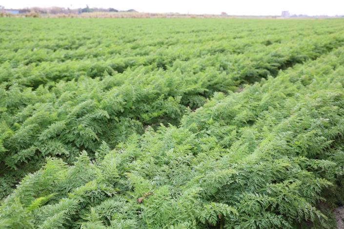 雲林縣東勢鄉胡蘿蔔種植面積超過184公頃，產出品質數量為全台之冠