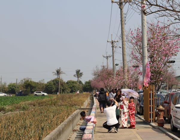 民眾在盛開的櫻花大道拍照。