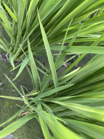 水稻稻熱病初期病徵，水稻葉片上有灰褐色且外圍黃色之病斑。