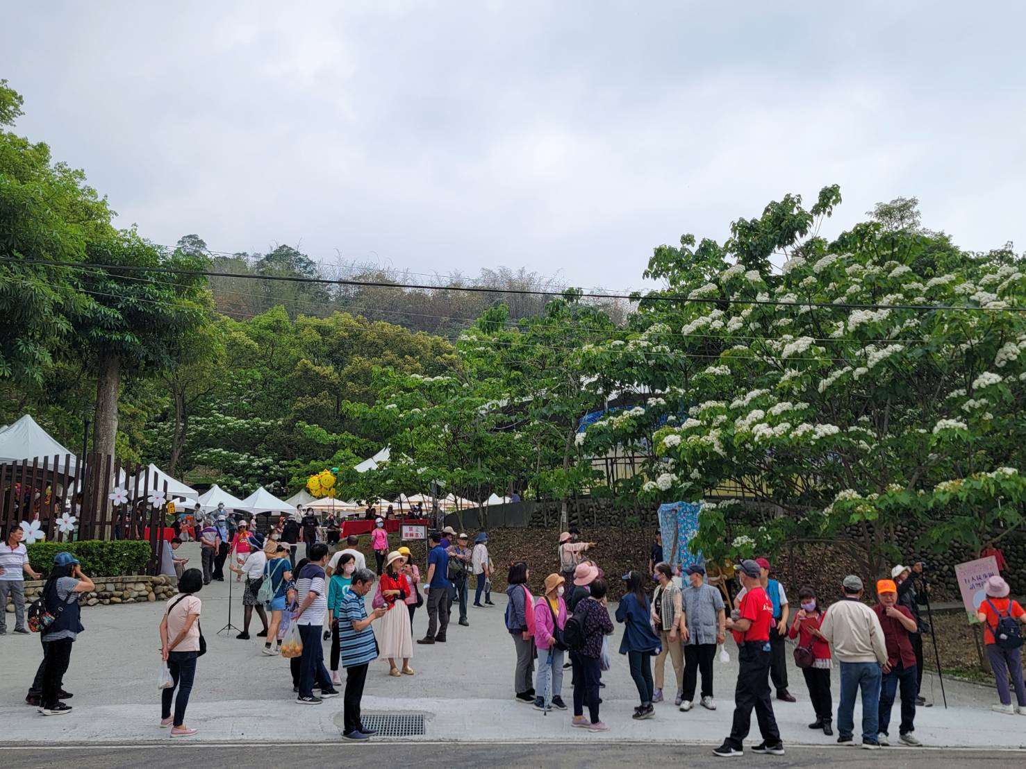2023雲林客家桐花祭今熱鬧開幕，吸引大批人潮參與，現場熱鬧滾滾。